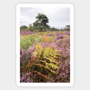 Dunwich Heather Sticker